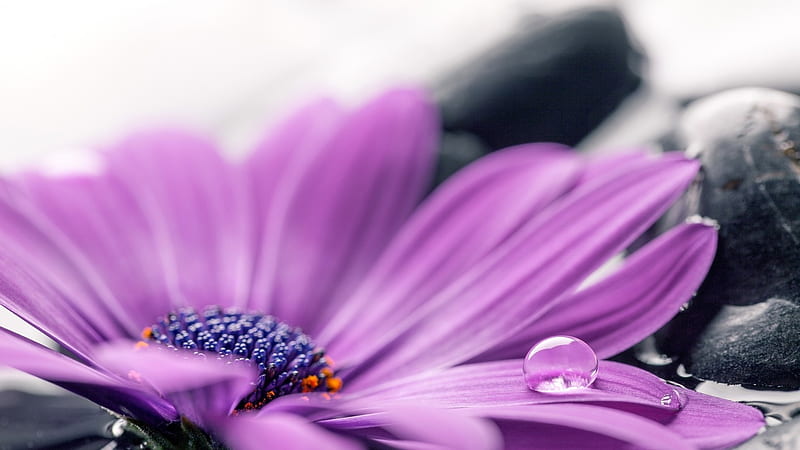 Gerbera, flowers, nature, purple, HD wallpaper | Peakpx