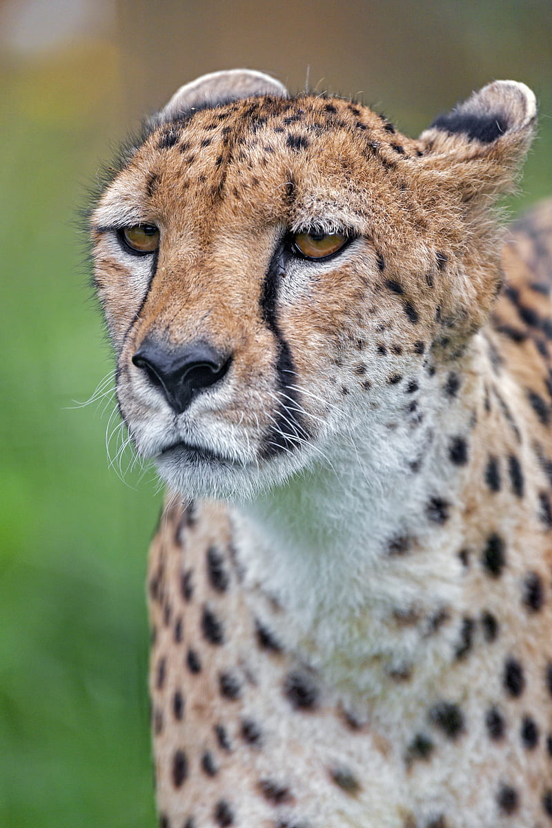 Cheetah, big cat, predator, face, HD phone wallpaper | Peakpx