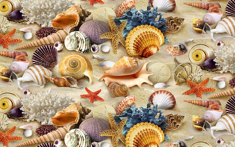 3d seashells background with seashells, seashells textures, shells, shells textures, seashells, background with shells, HD wallpaper