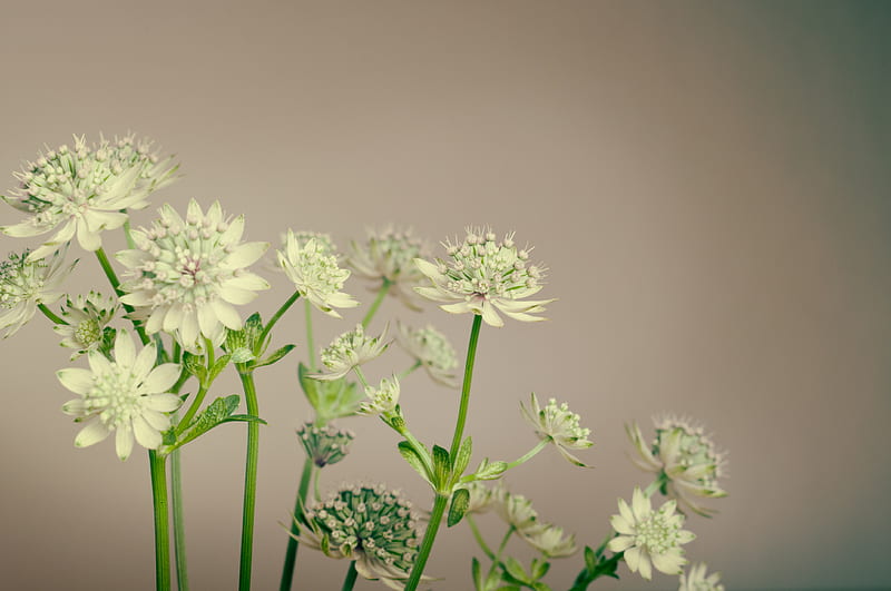 white flowers and green stems, HD wallpaper