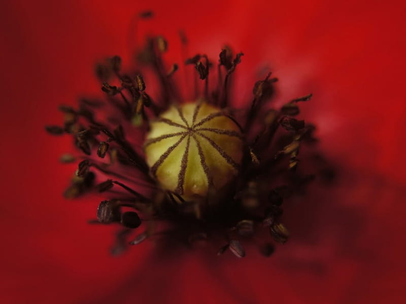 TAKE A BREAK WITH RED, red beautiful, cool, close up, macro, flower, hot, nature, stamen, natural, HD wallpaper