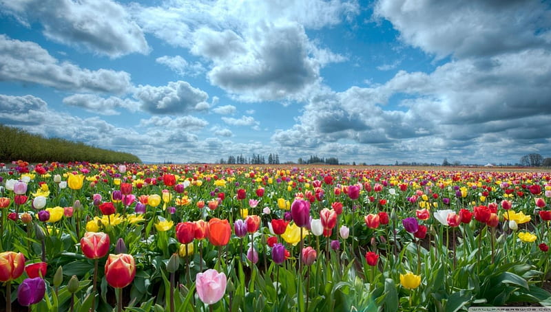 Vast tulips field, grass, spring, sky, clouds, flowers, nature, tulips, colours, field, scene, landscape, HD wallpaper