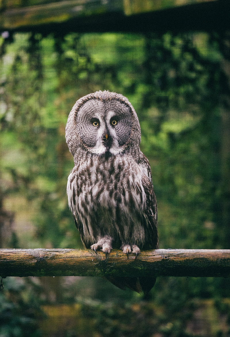 eagle owl, bird, predator, glance, HD phone wallpaper