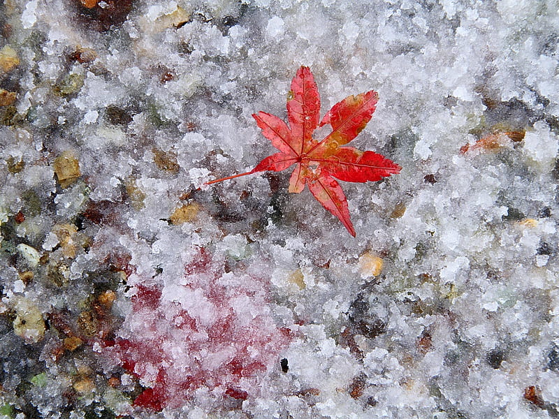 Lone leaf on ice, red, fall, autumn, orange, winter, cold, leaf, snow, season, colour, HD wallpaper