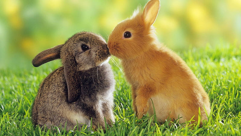 Cute Brown And Black Rabbits Are Kissing Each Other On Green Grass In A Blur Green Background Animals, HD wallpaper