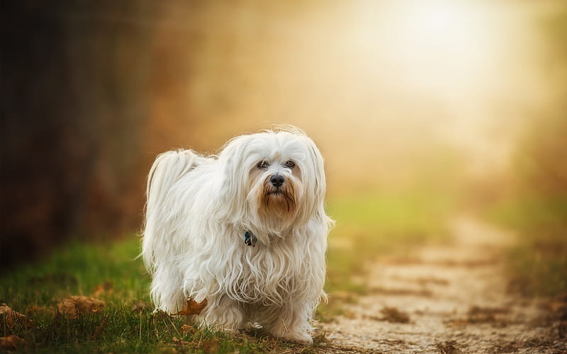 white, maltese, dog, small, HD wallpaper