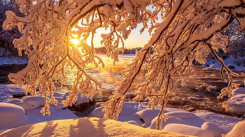 Still winter, orange, sun, sunset, sunrise, covered, frost, wunter, beautiful, snow, branches, trees, ice, HD wallpaper