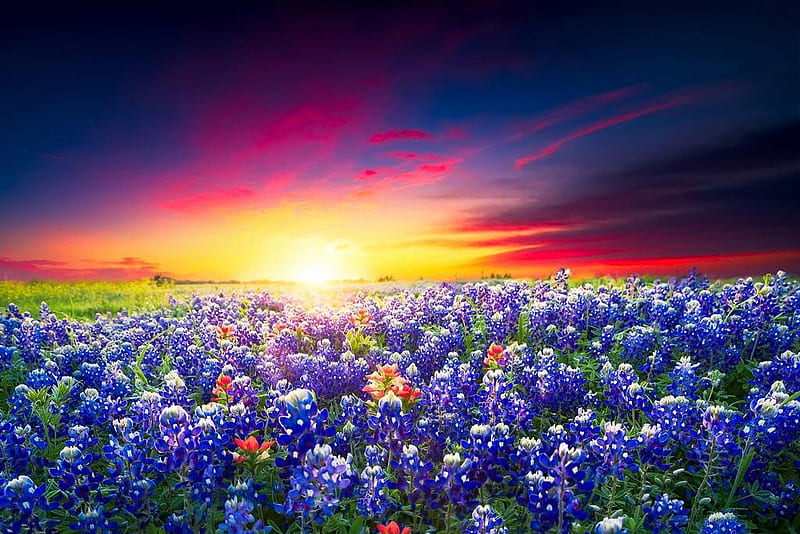 Bluebonnets, Texas Hill County, blossoms, flowers, sunset, sky, colors, HD wallpaper