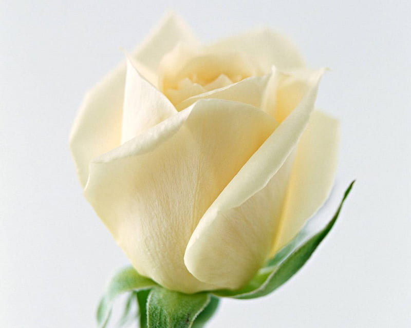 Creamy Yellow Rose (), flower, creamy yellow, rose, HD wallpaper
