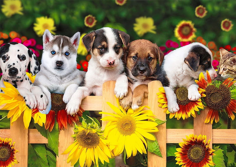 The gang's all here, fence, bonito, adorable, gang, sweet, cute, puppies, sunflowers, summer, flowers, garden, friends, dogs, HD wallpaper