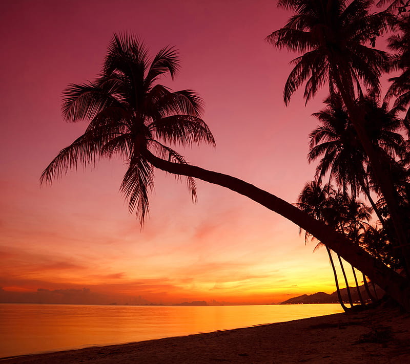 Sunset Palm Tree, good, look, HD wallpaper