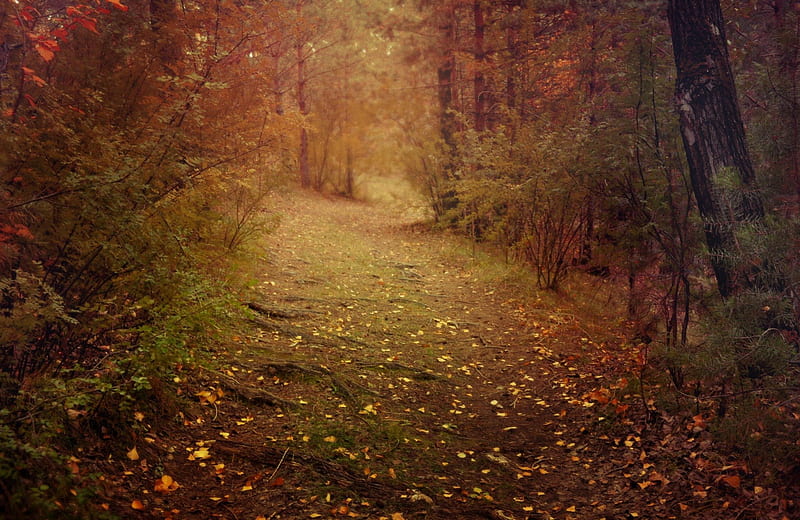 Dark Autumn Path!, path, forest, autumn, nature, HD wallpaper