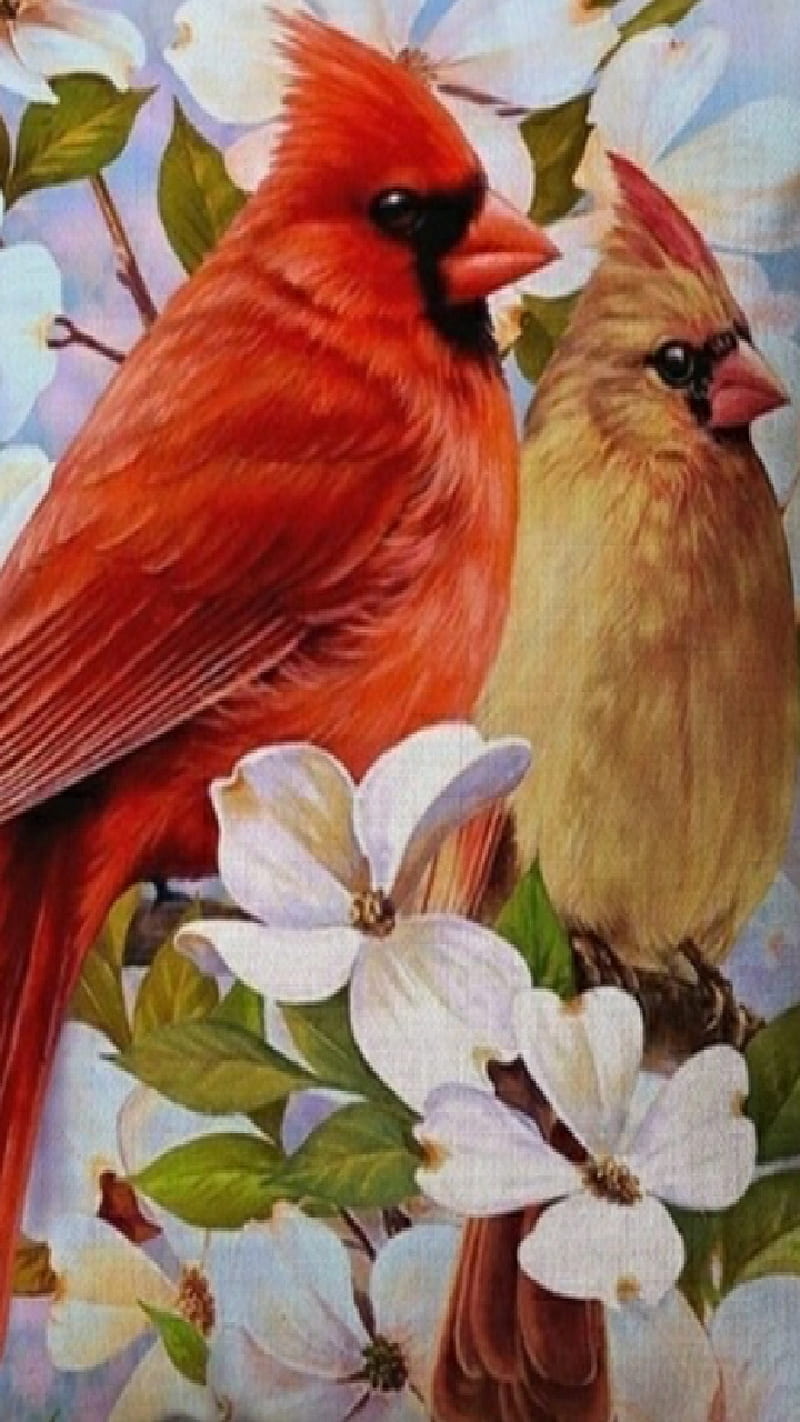 Cardinal Couple, birds, bloom, dogwood, flowers, nature, tree, HD phone wallpaper