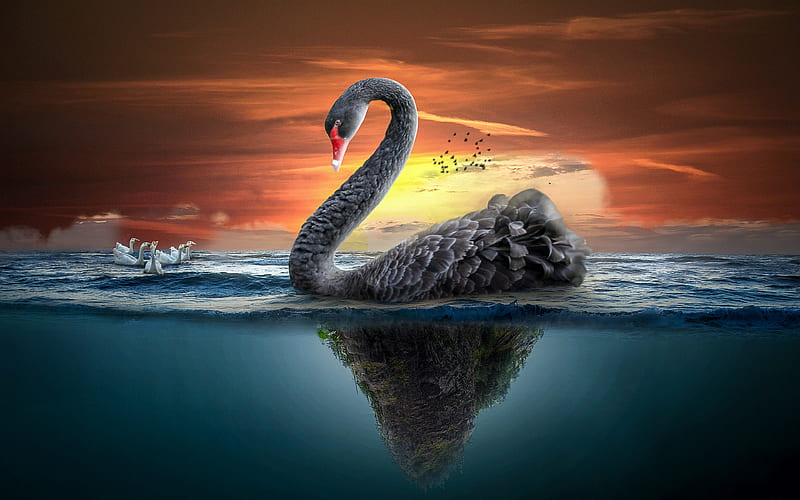 black swan, sea, underwater world, ducks, swans, HD wallpaper