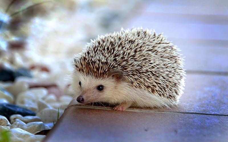 Hedgehogs, Cute Porcupine, HD wallpaper