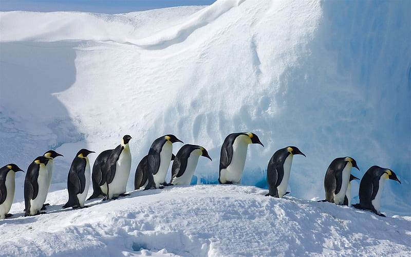 Imperial Penguin, glacier, Antarctica, wildlife, penguins, HD wallpaper