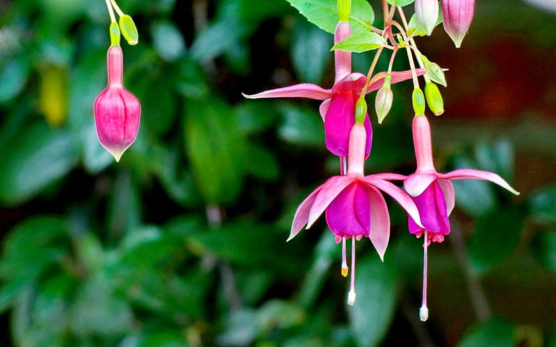 Pink fuchsia flowers, colors of nature, forest, colorful, spring, fuchsia, plants, flower, nature, lovely flowers, HD wallpaper