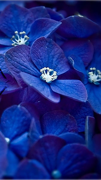Blue flower Wallpaper 4K Macro Vivid Close up Dew Drops 4182