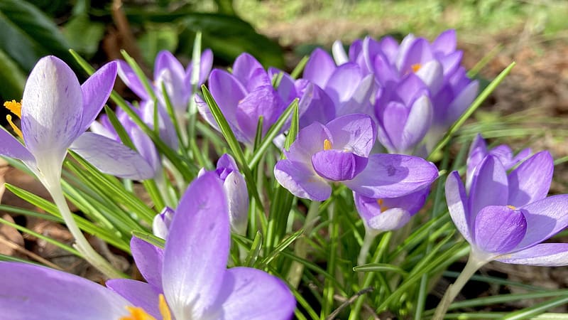 Afternoon Crocus bloom in the Pacific Northwest, Oregon, plants, spring, usa, blossoms, HD wallpaper