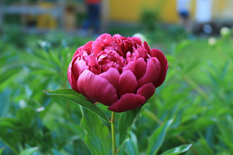 Flowers, Peony, HD wallpaper