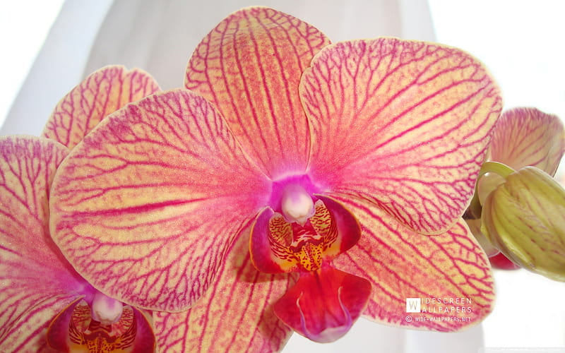 phalaenopsis orchid-Flowers graphy, HD wallpaper
