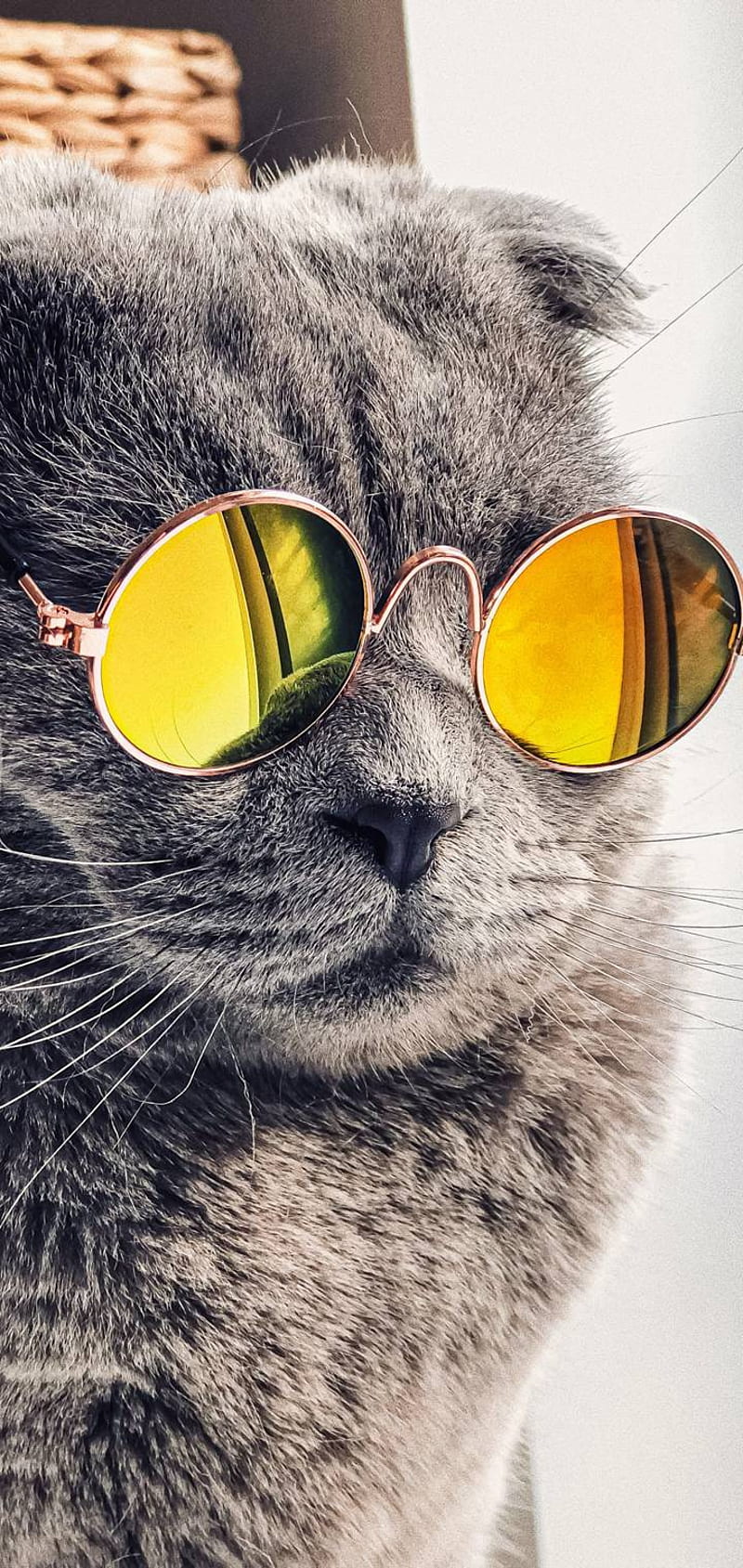 Cat, hipster, art, style, funny, HD phone wallpaper | Peakpx