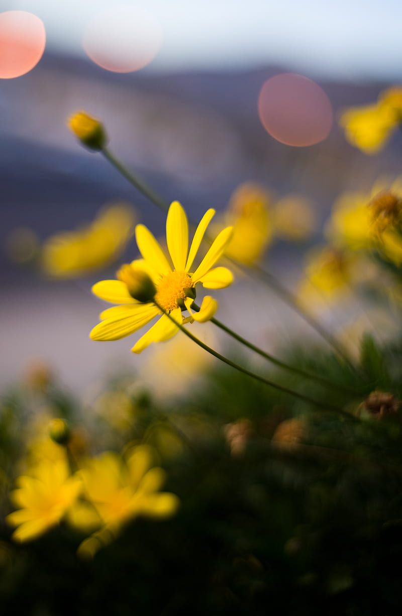 flower, petals, macro, yellow, HD phone wallpaper