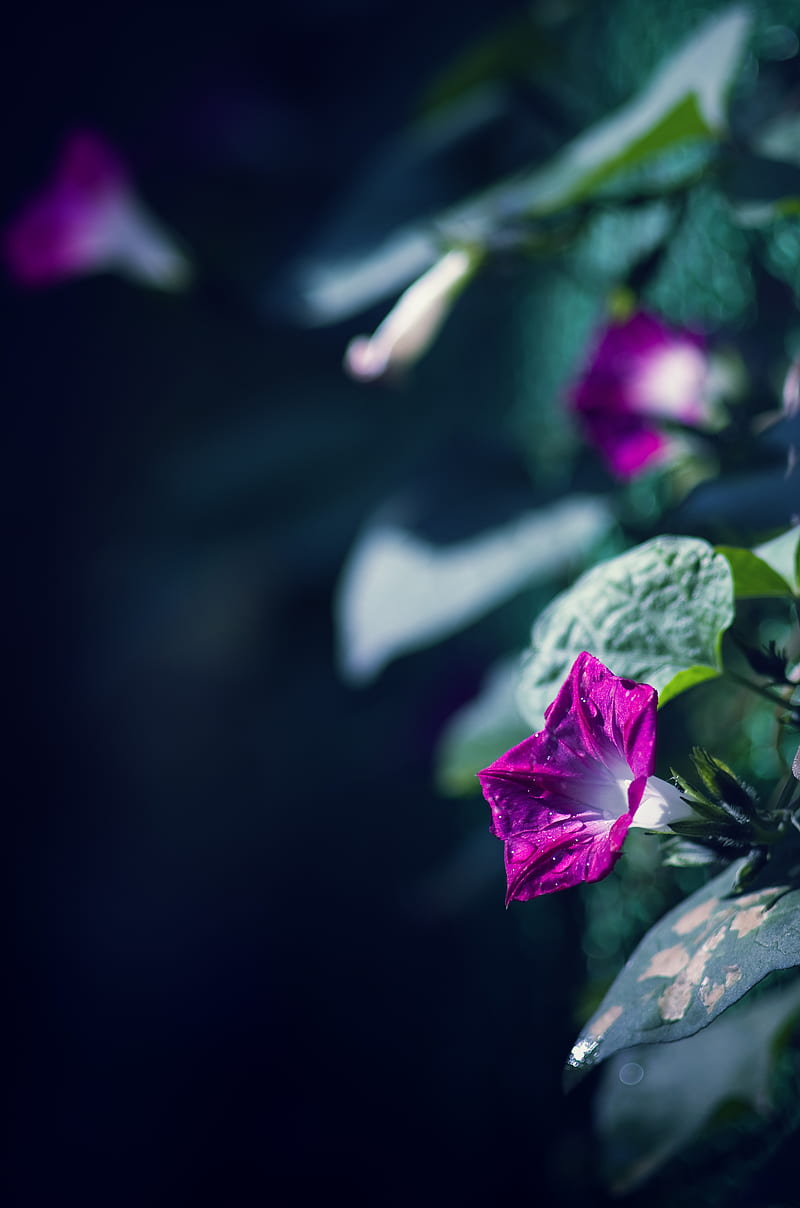 morning glory, flowers, leaves, plant, macro, HD phone wallpaper