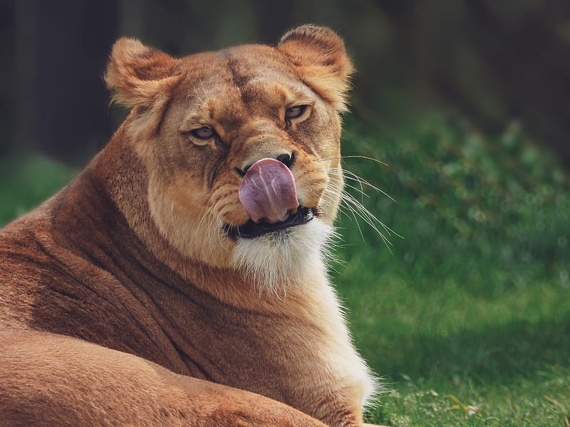 lioness, protruding tongue, funny, predator, HD wallpaper