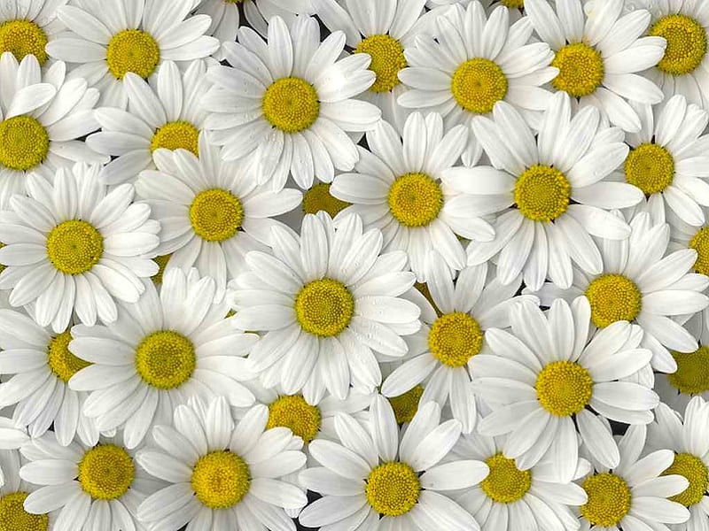 tumblr backgrounds flowers daisy