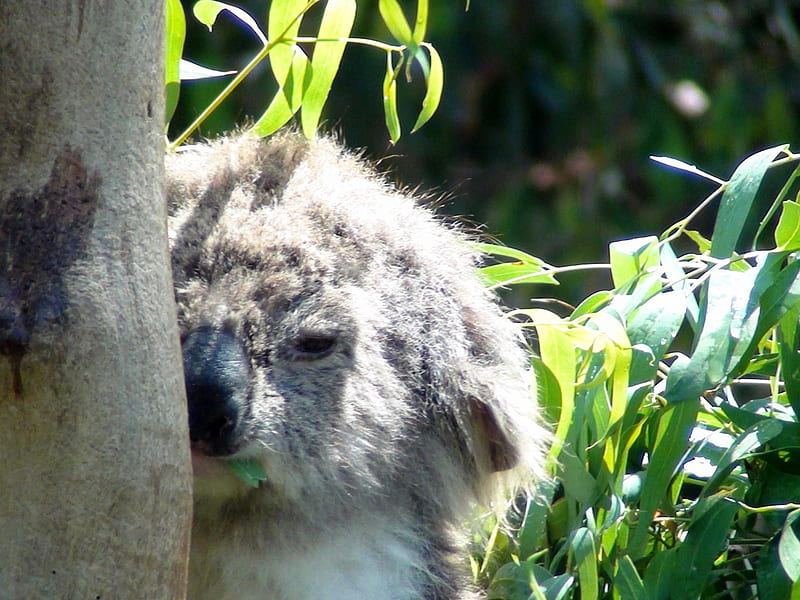 Our Aussie Koala, bear, aussie, koala, animal, HD wallpaper