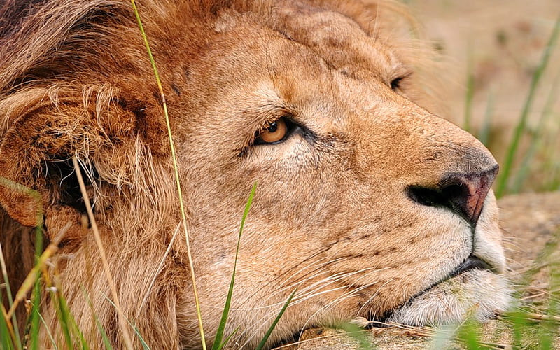 The King is Resting, stunning, head, large, resting, bonito, cat, lion, HD wallpaper