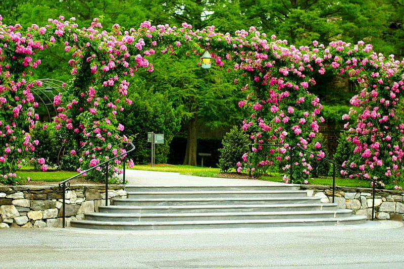 Arch of roses in park, pretty, greenery, stairs, scent, bonito, spring, park, roses, fragrance, freshness, arch, flowers, garden, HD wallpaper