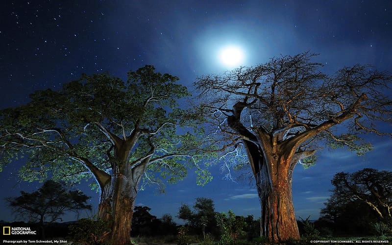 Trees, Stars, Night, Moon, Tree, Starry Sky, , Baobab Tree, HD wallpaper