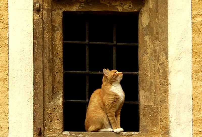 Framed, orange and white cat, window, mullions, HD wallpaper