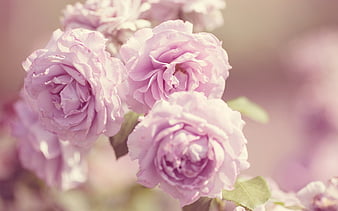 roses, pink flowers, pink roses, beautiful flowers, HD wallpaper