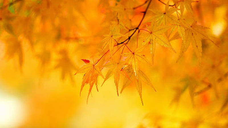 Yellow Leaves Tree Branches In Blur Yellow Background Yellow, HD wallpaper  | Peakpx