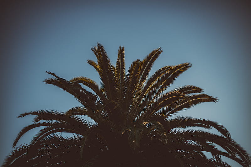palm tree, branches, leaves, tree, sky, HD wallpaper