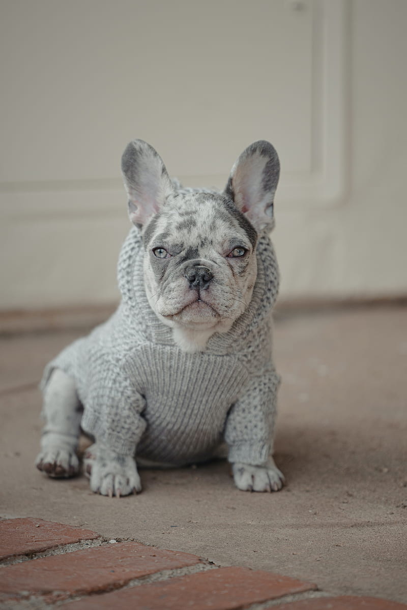 french bulldog, dog, pet, albino, sweater, HD phone wallpaper