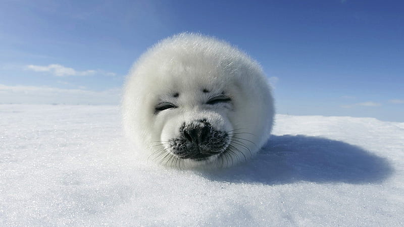 Ice, Seals, Animal, Seal, Harp Seal, HD wallpaper