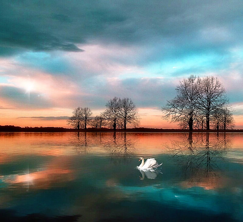 Twilight swan, aqua and pink sky, twilight, reflections, trees, clouds, swan, swimming, lake, HD wallpaper