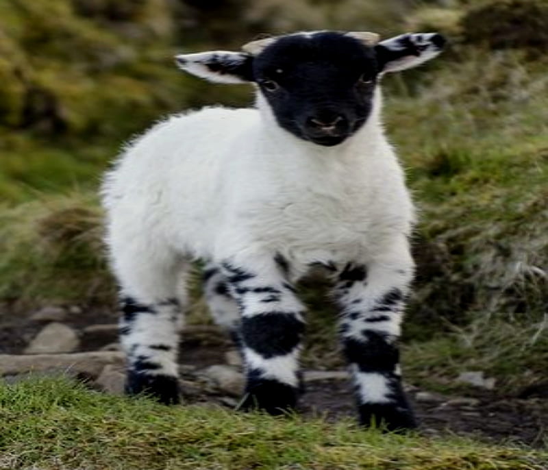 White And Black Lamb, Lamb, Black, Cute, White, Sheep, Animals, HD wallpaper