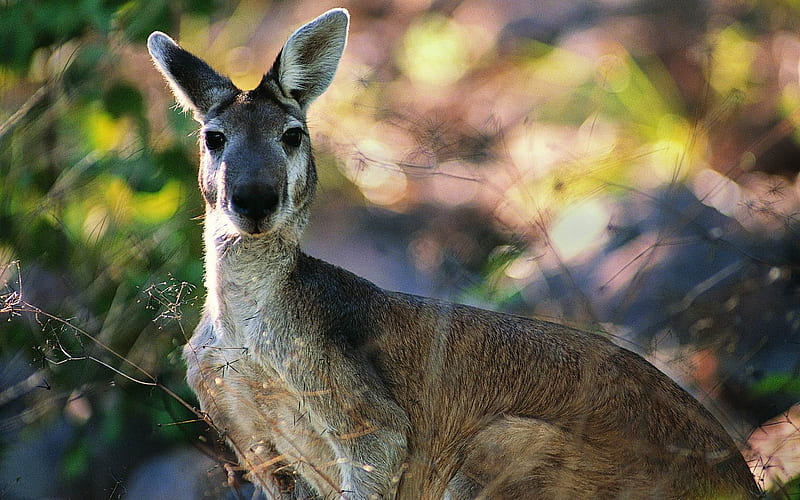 kangaroos face leaves-Animal, HD wallpaper