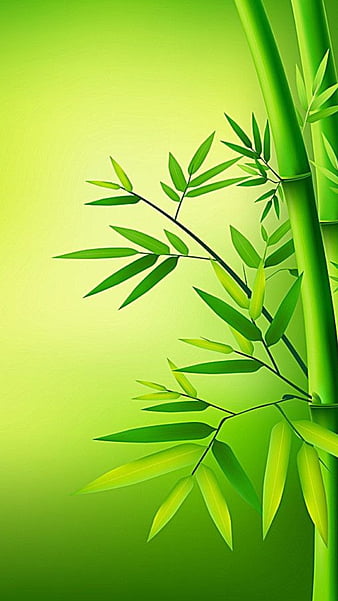 Bamboo Over Black : Wallpapers13.com
