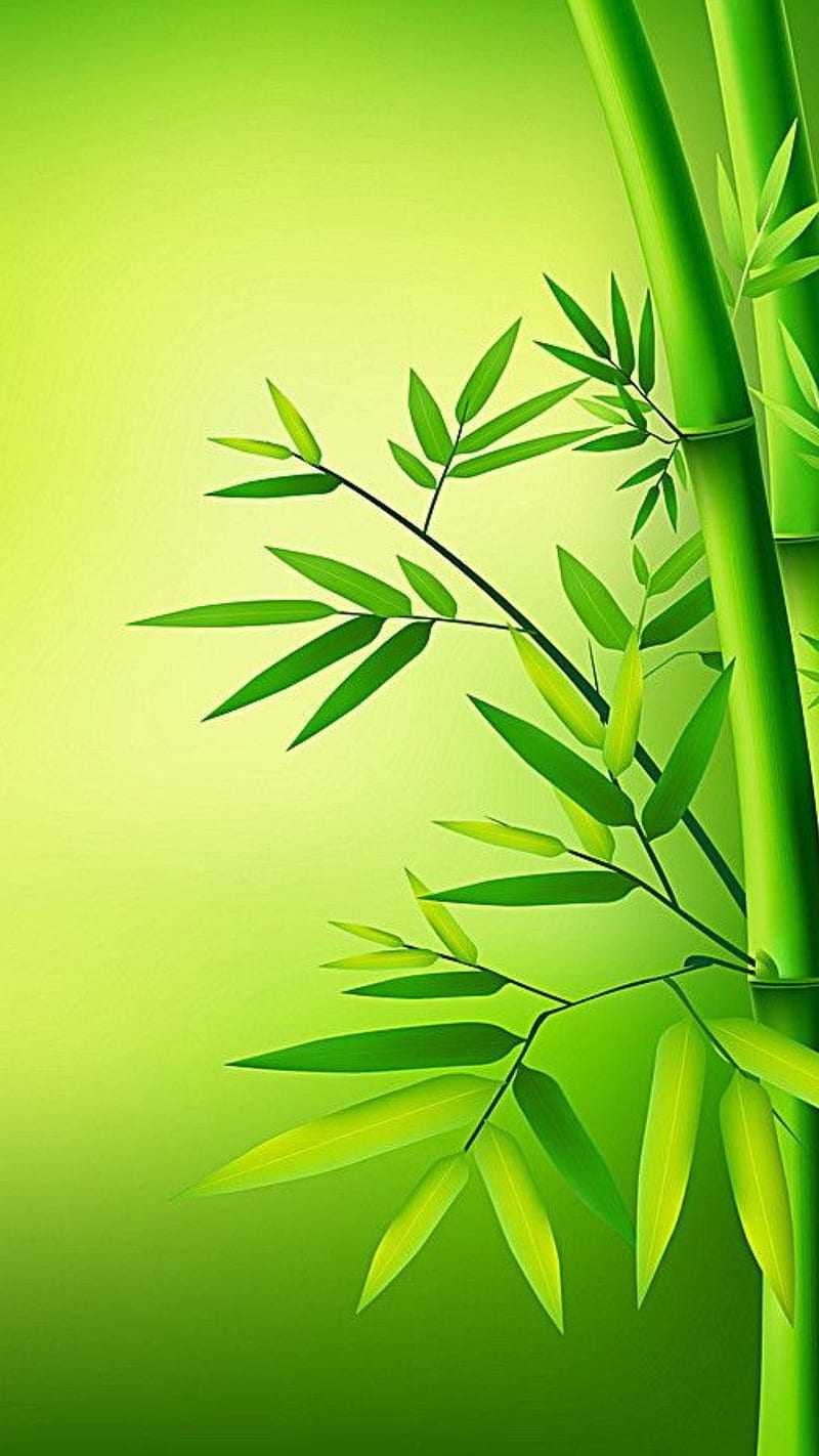 Bamboo, herbaceous plant, green, tints and shades, HD phone wallpaper |  Peakpx