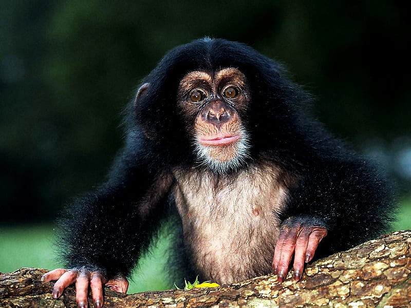 Macaco Fotos e Imagens para Baixar Grátis