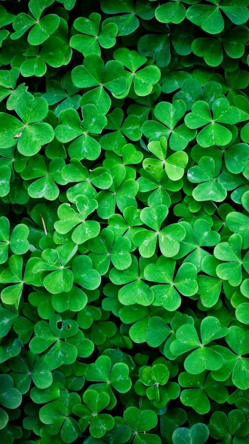 4 Leaf Clovers, charm, four, green, ireland, irish, luck, lucky, HD phone wallpaper