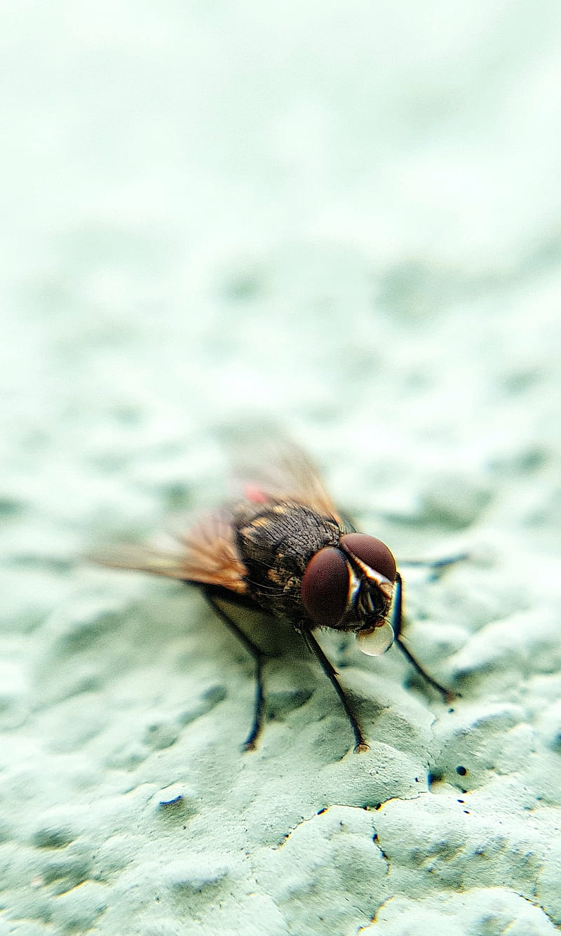 House fly, fly, insect, m1, HD phone wallpaper