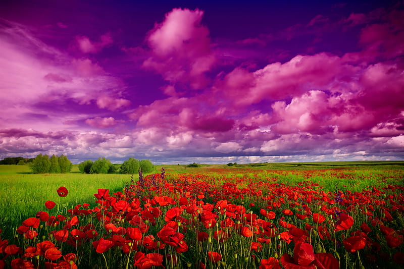 Poppies Field, bonito, flowers, grass, nature, purple, sky, HD wallpaper