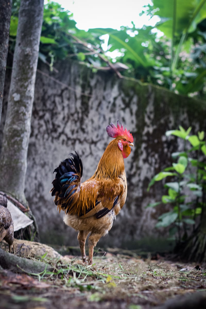 brown rooster near tree at backyard, HD phone wallpaper